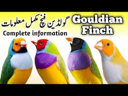 Lady Gouldian Finch Breeding Tips | Gouldian Finch Nest Box Cage & Seed | Gouldian Finch Male Female