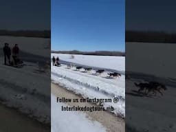 Running a 10 dog team with a handmade tandem sled