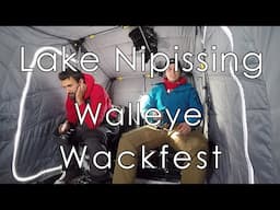 Walleye Wackfest!!