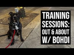 Training Sessions: Out & About with Bohdi