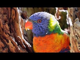 Protective Parrot Parents: Rainbow Lorikeets Guarding their Nest