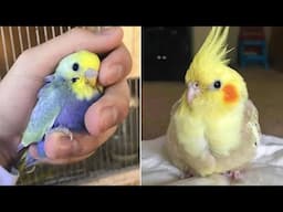 Smart And Funny Parrots Parrot Talking Videos Compilation (2024) - Cute Birds #56