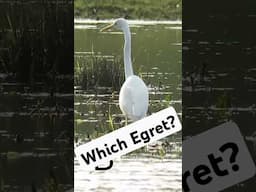 Which one is a little egret? Wildlife quiz of the day! (Day 4) #wildlife #birds