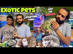 Meet Ludhiana's Most Unique Exotic Pets In This Shop!😳