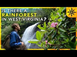 Is There A Rainforest In West Virginia?