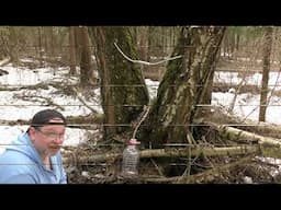 A strange way in Russia to collect birch sap in the forest