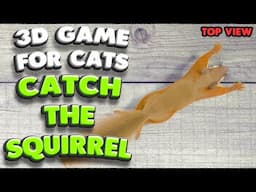 3D game for cats | CATCH THE SQUIRREL (top view) | 4K, 60 fps, stereo sound