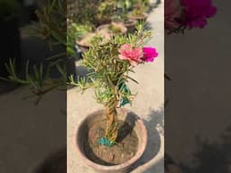 Moss stand rose // Portulaca plant growing  idea #gardening #trending