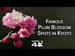 Beautiful Kyoto: Plum Blossom Viewing Spots (Kitano Tenmangū, Jōnangū & Zuishin-in) [4K]