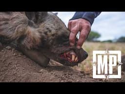 First Ever Striped Hyena in the Daylight & Black-Backed Jackal - Tanzania | Mark V. Peterson Hunting