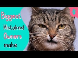 Top Mistakes You're Making with your Cat | Furry Feline Facts