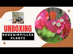 Bougainvillea Surprise! Unboxing My Colorful New Plants