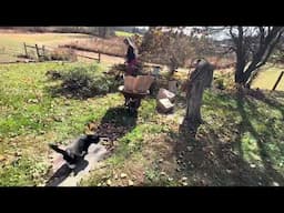 Meditation Video Maria Taking  Down The Dahlia Garden For Winter