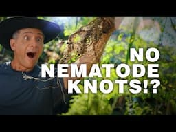 2024 Nematodes UPDATE: It Worked!