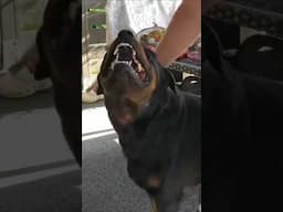 Rottweiler Vs Boxer Dog #dog #dogfight #fighting