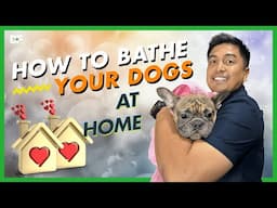 Proper Way Of Giving Your Dog A Bath At Home