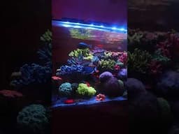 GORGEOUS Pops of Color Throughout This Reef Tank! #shorts