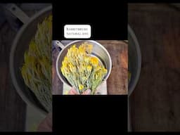 Let’s Dye with Rabbitbrush!   #naturaldye #nature #flowers #handmade