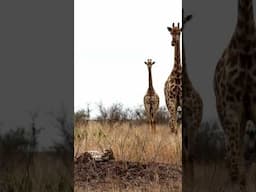 Cheetah’s Dirt Bath: Giraffes Can't Believe Their Eyes!