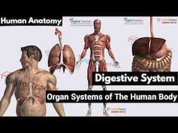 Human Digestive System, Human Anatomy | Digital Teacher (Part #5)