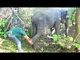 Humanity! Poor Giant Begs Rescuers to Heal His Swollen Leg with Callus Formation