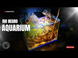 I Built a Blackwater Aquarium Inspired by the Rio Negro (Step By Step Guide)