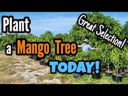 Plant a Mango Tree TODAY! Great Selection!