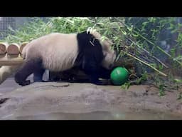 #DCPandas: Bao Li and Qing Bao Settle In To Their New Home