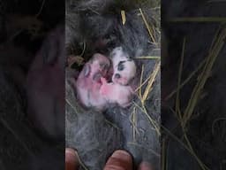 Surprise in the barn #babyanimals #babyrabbits