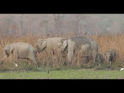 India's Serengeti, Kaziranga National Park