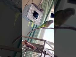 Bird Sings to Billie Eilish’s Wildflower 🥹😂 #parrot #parakeet #quakerparrot #billieeilish