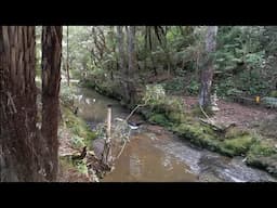 Quick Bush Walk Video - Albany Auckland