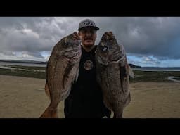 Snapper in the shallows | Landbased Harbour Fishing