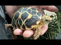 ‼️Critically Endangered Functionally Extinct Burmese Star #StarTortoise #Reptile #endangeredspecies