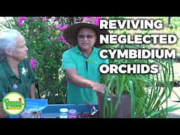 Reviving a Neglected Rootbound Cymbidium Orchid: Repotting and Care Tips