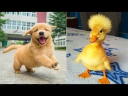 Funniest Animals 2024 😂 Best Funny Cats and Dogs 😻🐶 Part 51 | Cute Baby Dogs