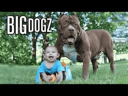 Giant 175lb Dog & The New Born Baby | BIG DOGZ