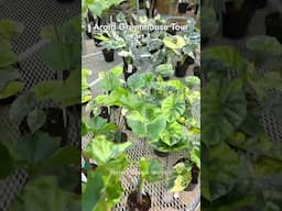 Aroid Greenhouse Tour inside Perfect Choice Nursery pt 2