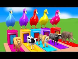 5 Giant Duck Cartoon,Cow,Mammoth,Dog,T-Rex,Lion,Tiger Paint Wild Animals Crossing Fountain Animation