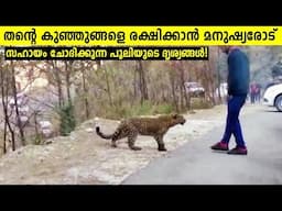 മനുഷ്യരോട് സഹായം ചോദിച്ച മൃഗങ്ങൾ!🥺 Moments Animals Asked For Help To Humans | Storify