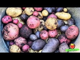 We Grew A Rainbow of Potatoes on Our Patio!