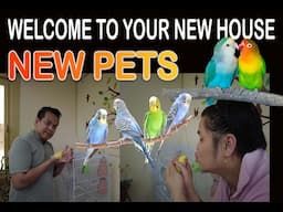 New Pets New Stress Reliever, Part 1, #Lovebirds #budgies