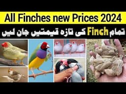 All Finches new price update 2024 | gouldian finch | penguin | owl finch | java finch | zebra finch