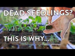 Seedling Success! How To Nurture & Transplant For A Better Garden