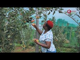 Taking Wambugu Apples Global with AFRIAVO's Expert Packaging and Market Access.