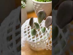 Succulent water propagation hack #succulents #succulent #propagation #waterpropagation