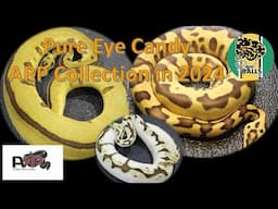 Breeding Ball Pythons; The ARP Collection 2024