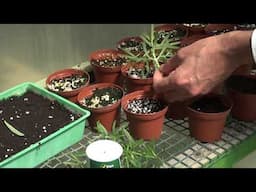 The fastest way to grow rosemary أسرع طريقة لزراعة أكليل الجبل