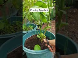 Pruning Eggplant #garden #organicvegetablegarden #gardening #fruit #organicgarden