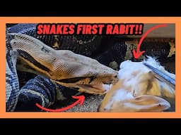 BOA CONSTRICTOR SNAKE FIRST RABIT FOR DINNER!